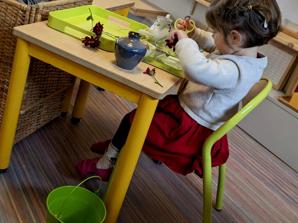 Montessori à la maison. Ici l'enfant prend soin de l'ambiance, il coupe des fleurs pour faire un bouquet.